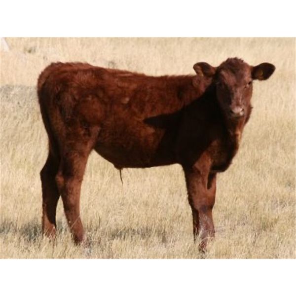 J-J Ranching - 450# Steer Calves - 50 Head (Picture Butte, AB)