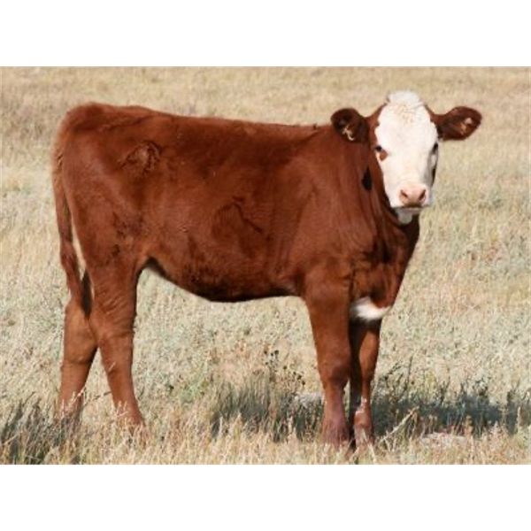 J-J Ranching - 440# Heifer Calves - 60 Head (Picture Butte, AB)