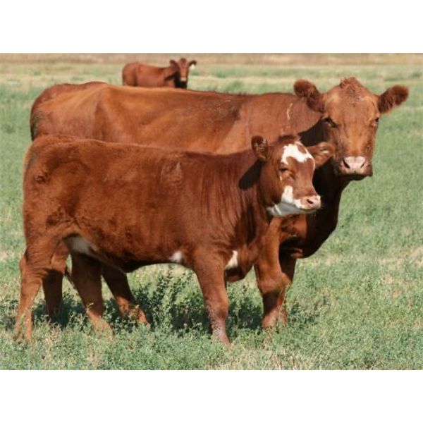 J-J Ranching - 530# Heifer Calves - 100 Head (Picture Butte, AB)