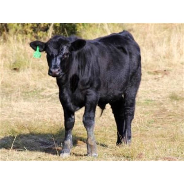 Vredegoor Ranch - 490# Steer Calves - 220 Head (Handhills, AB)