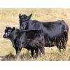 Image 4 : Vredegoor Ranch - 490# Steer Calves - 220 Head (Handhills, AB)