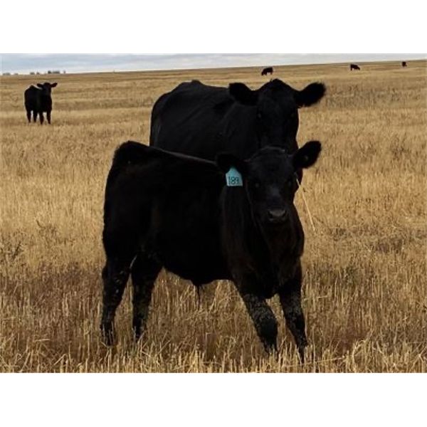 Foxwood Farms - 525# Steer Calves - 110 Head (Spondin, AB)
