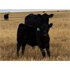 Image 1 : Foxwood Farms - 525# Steer Calves - 110 Head (Spondin, AB)