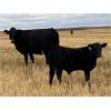 Image 2 : Foxwood Farms - 525# Steer Calves - 110 Head (Spondin, AB)