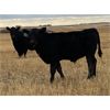 Image 4 : Foxwood Farms - 525# Steer Calves - 110 Head (Spondin, AB)