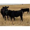 Image 5 : Foxwood Farms - 525# Steer Calves - 110 Head (Spondin, AB)