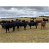 Image 6 : Foxwood Farms - 525# Steer Calves - 110 Head (Spondin, AB)