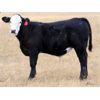 Image 1 : R Valley Farming Company - 630# Steer Calves - 90 Head (Crane Valley, SK)