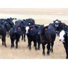 Image 2 : R Valley Farming Company - 630# Steer Calves - 90 Head (Crane Valley, SK)