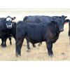 Image 3 : R Valley Farming Company - 630# Steer Calves - 90 Head (Crane Valley, SK)