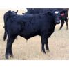 Image 6 : R Valley Farming Company - 630# Steer Calves - 90 Head (Crane Valley, SK)