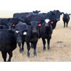 Image 7 : R Valley Farming Company - 630# Steer Calves - 90 Head (Crane Valley, SK)