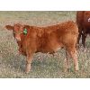 Image 10 : Sentes Farms - 625# Steer Calves - 200 Head (Raymore, SK)