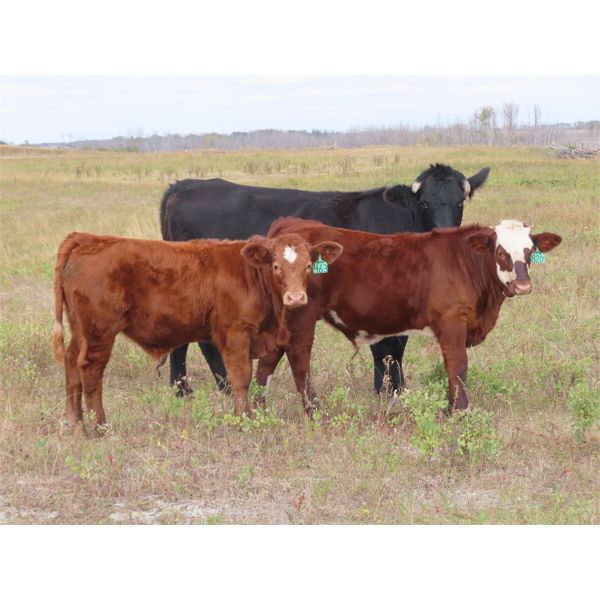 Sentes Farms - 625# Steer Calves - 200 Head (Raymore, SK)