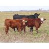 Image 1 : Sentes Farms - 625# Steer Calves - 200 Head (Raymore, SK)
