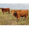 Image 5 : Sentes Farms - 625# Steer Calves - 200 Head (Raymore, SK)