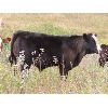 Image 6 : Sentes Farms - 625# Steer Calves - 200 Head (Raymore, SK)