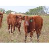 Image 7 : Sentes Farms - 625# Steer Calves - 200 Head (Raymore, SK)