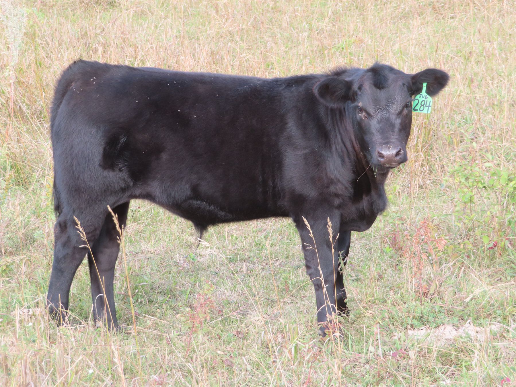 Sentes Farms 550 Steer Calves 110 Head (Raymore, SK) Team