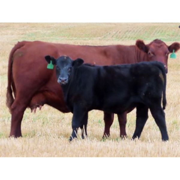 Brian Martin - 525# Heifer Calves - 45 Head (Regina, SK)