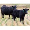 Image 10 : Brian Martin & Dave Herauf - 620# Steer Calves - 100 Head (Regina, SK)