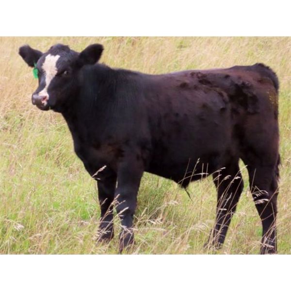 Brian Martin & Dave Herauf - 620# Steer Calves - 100 Head (Regina, SK)