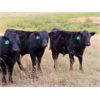 Image 8 : Brian Martin & Dave Herauf - 620# Steer Calves - 100 Head (Regina, SK)