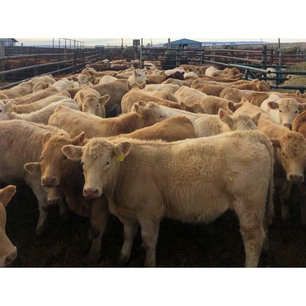 Patzer Ranch Ltd. - 600# Steer Calves - 95 Head (Waldeck, SK)