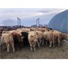 Image 3 : Patzer Ranch Ltd. - 600# Steer Calves - 95 Head (Waldeck, SK)