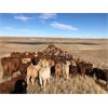 Image 4 : Patzer Ranch Ltd. - 600# Steer Calves - 95 Head (Waldeck, SK)