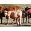 Image 5 : Patzer Ranch Ltd. - 600# Steer Calves - 95 Head (Waldeck, SK)