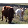 Image 6 : Patzer Ranch Ltd. - 600# Steer Calves - 95 Head (Waldeck, SK)