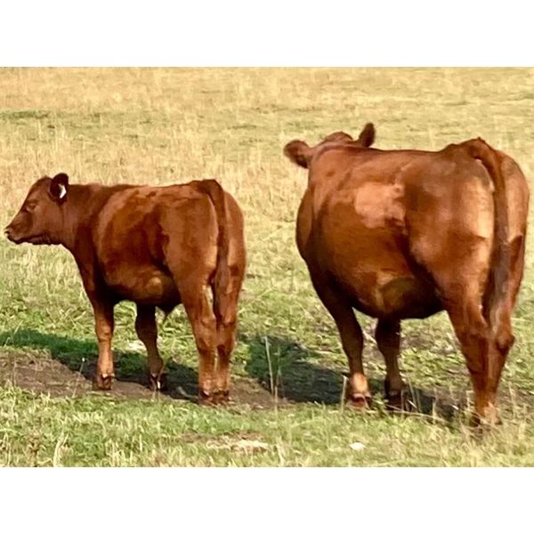 Rocky Mountain Ranch - 600# Steer Calves - 100 Head (Millarville, AB)
