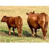 Image 1 : Rocky Mountain Ranch - 600# Steer Calves - 100 Head (Millarville, AB)