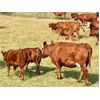 Image 2 : Rocky Mountain Ranch - 600# Steer Calves - 100 Head (Millarville, AB)