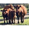 Image 5 : Rocky Mountain Ranch - 600# Steer Calves - 100 Head (Millarville, AB)