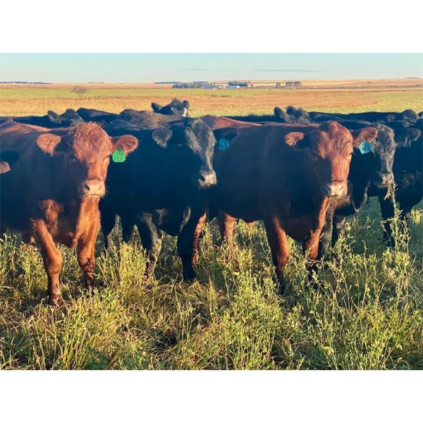 Valley View Ranch - 1100# Steers - 53 Head (Strathmore, AB)