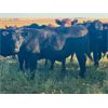 Image 9 : Valley View Ranch - 1100# Steers - 53 Head (Strathmore, AB)