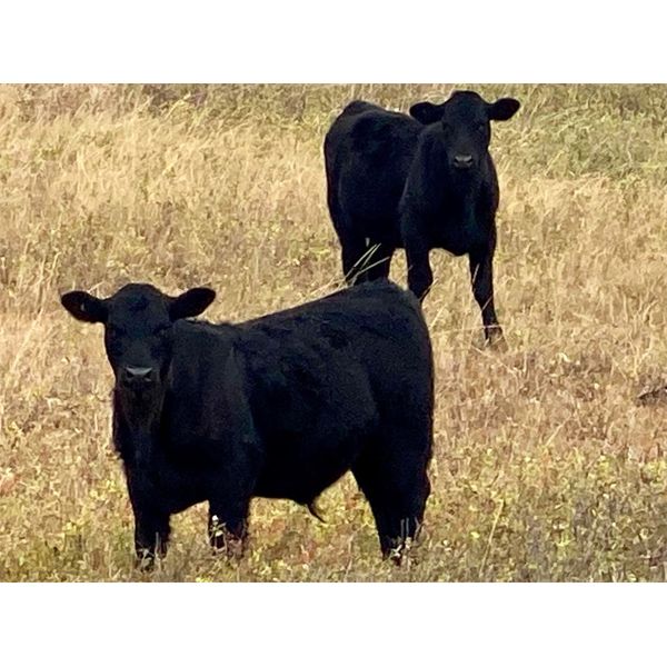 Diamond D Ranching - 510# Steer Calves - 100 Head (Lacadena, SK)