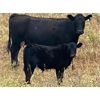 Image 2 : Diamond D Ranching - 510# Steer Calves - 100 Head (Lacadena, SK)