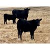 Image 3 : Diamond D Ranching - 510# Steer Calves - 100 Head (Lacadena, SK)