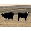 Image 4 : Diamond D Ranching - 510# Steer Calves - 100 Head (Lacadena, SK)