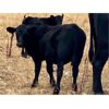 Image 5 : Diamond D Ranching - 510# Steer Calves - 100 Head (Lacadena, SK)