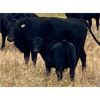 Image 6 : Diamond D Ranching - 510# Steer Calves - 100 Head (Lacadena, SK)