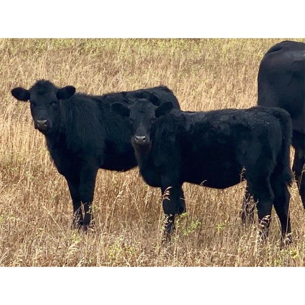 Diamond D Ranching - 470# Heifer Calves - 100 Head (Lacadena, SK)