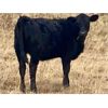Image 2 : Diamond D Ranching - 470# Heifer Calves - 100 Head (Lacadena, SK)