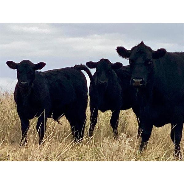 Diamond D Ranching - 380# Heifer Calves - 110 Head (Lacadena, SK)
