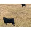 Image 3 : Diamond D Ranching - 380# Heifer Calves - 110 Head (Lacadena, SK)