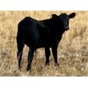 Image 5 : Diamond D Ranching - 380# Heifer Calves - 110 Head (Lacadena, SK)