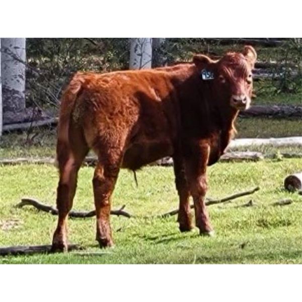 20X Ranch Ltd. - 590# Steer Calves - 100 Head (Hedley, BC)